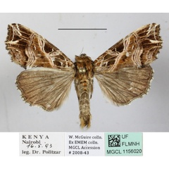 /filer/webapps/moths/media/images/M/maillardi_Callopistria_A_MGCLa_02.JPG