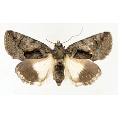 /filer/webapps/moths/media/images/P/pallididisca_Aedia_AF_TMSA_01.jpg