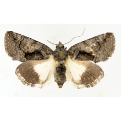 /filer/webapps/moths/media/images/P/pallididisca_Aedia_AF_TMSA_01.jpg