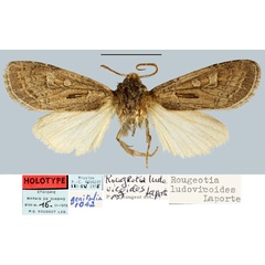 /filer/webapps/moths/media/images/L/ludovicoides_Rougeotia_HT_MNHN.jpg