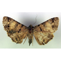 /filer/webapps/moths/media/images/E/excavata_Metatacha_A_RMCA.jpg