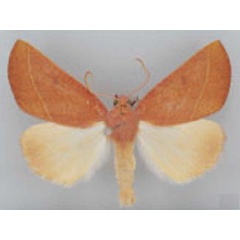 /filer/webapps/moths/media/images/C/crocopeplus_Terpnostola_AM_TMSA_02.jpg