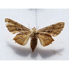 /filer/webapps/moths/media/images/D/dentataria_Coenina_A_goff.jpg