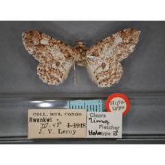 /filer/webapps/moths/media/images/L/lima_Cleora_HT_RMCA_01.jpg