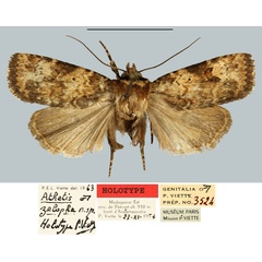 /filer/webapps/moths/media/images/Z/zelopha_Athetis_HT_MNHN.jpg