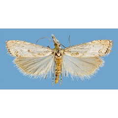 /filer/webapps/moths/media/images/K/kovtunovichi_Ptf.jpg
