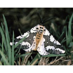 /filer/webapps/moths/media/images/C/commaculata_Rhodophthitus_A_Roland_01.jpg
