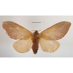 /filer/webapps/moths/media/images/M/meloui_Pallastica_AF_MGCLb_01.JPG