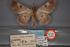 Cleora radula radula
