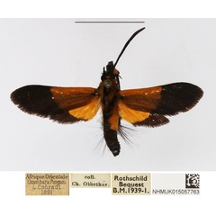 /filer/webapps/moths/media/images/U/ugandae_Netrocera_AM_NHMUK.jpg