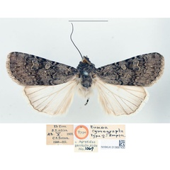 /filer/webapps/moths/media/images/C/cymograpta_Euxoa_HT_BMNH.jpg