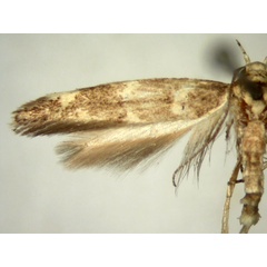 /filer/webapps/moths/media/images/P/pentagama_Eteobalea_PT843_TMSA_03.jpg