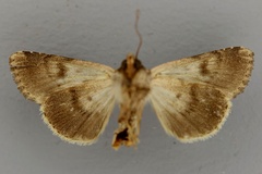 Cardepia basilewskyi