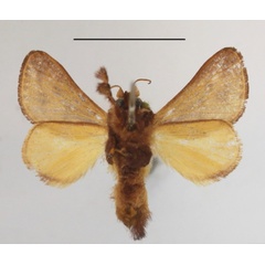 /filer/webapps/moths/media/images/N/nana_Latoia_A_MGCLb_01.JPG