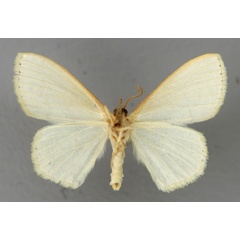 /filer/webapps/moths/media/images/S/subperlaria_Scopula_A_ZSM_02.jpg