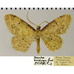 /filer/webapps/moths/media/images/T/tristega_Idaea_PTM_ZSMa.jpg