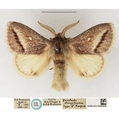 /filer/webapps/moths/media/images/S/strigifascia_Beralade_STM_NHMUK_01.jpg