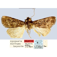 /filer/webapps/moths/media/images/D/diffusa_Apospasta_HT_MNHN.jpg