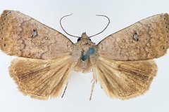 Exophyla poliotis