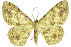 Afroracotis argillacea cedrici