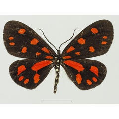 /filer/webapps/moths/media/images/S/sanguinarea_Terina_AF_Basquina.jpg