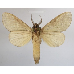 /filer/webapps/moths/media/images/V/viriditincta_Someropsis_A_MGCLb_01.JPG