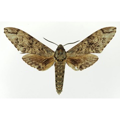 /filer/webapps/moths/media/images/F/ferax_Covelliana_AM_Basquin_03.jpg