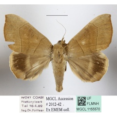 /filer/webapps/moths/media/images/F/faber_Achaea_A_MGCLa_01.JPG