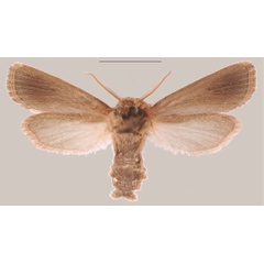 /filer/webapps/moths/media/images/S/schoenoplectus_Sesamia_HT_MNHNb.jpg