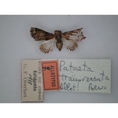 /filer/webapps/moths/media/images/T/transversata_Pataeta_AT_RMCA_01.jpg