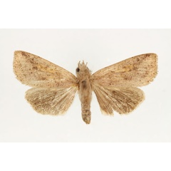 /filer/webapps/moths/media/images/H/herbuloti_Omphalestra_AF_RMCA_02.jpg