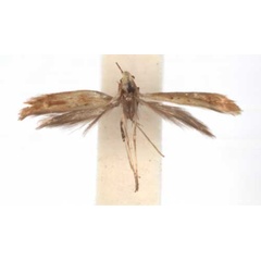 /filer/webapps/moths/media/images/P/ptychospora_Caloptilia_PT_RMCA6129.jpg