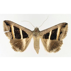 /filer/webapps/moths/media/images/B/bifasciata_Grammodes_AF_TMSA_01.jpg