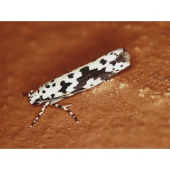 /filer/webapps/moths/media/images/S/sabiella_Ethmia_A_Roland_12.jpg