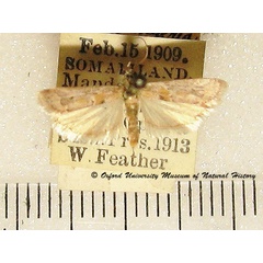 /filer/webapps/moths/media/images/S/suboblitella_Ancylosis_A_OUMNH.jpg