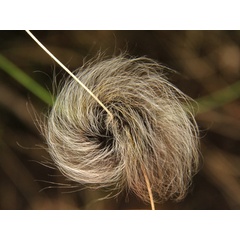 /filer/webapps/moths/media/images/M/mariana_Janomima_C_Wursten.jpg