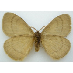 /filer/webapps/moths/media/images/A/abyssinica_Hoplojana_STM_NHMUKb.jpg