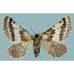 /filer/webapps/moths/media/images/D/decorata_Conchylia_AF_ZSM.jpg