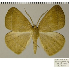 /filer/webapps/moths/media/images/T/turpis_Psilocerea_AM_ZSMa.jpg