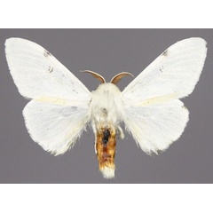 /filer/webapps/moths/media/images/G/galactina_Eudasychira_AM_Golovizina.jpg