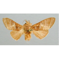 /filer/webapps/moths/media/images/M/mediobrunnea_Parastaura_HT_RMCA.jpg