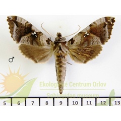 /filer/webapps/moths/media/images/D/distincta_Maassenia_AM_SMCR_02.jpg