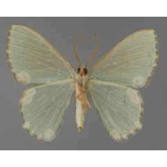 /filer/webapps/moths/media/images/A/adornata_Prasinocyma_A_ZSM_02.jpg