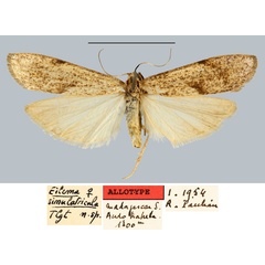 /filer/webapps/moths/media/images/S/simulatricula_Eilema_AT_MNHN.jpg