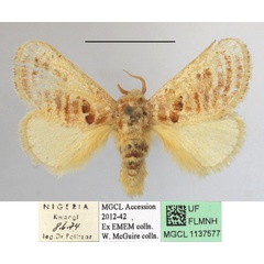 /filer/webapps/moths/media/images/A/amatus_Lepidorytis_A_MGCLa_02.jpg