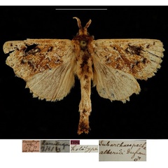 /filer/webapps/moths/media/images/A/alberici_Subarchaeopacha_HT_RBINSa.jpg