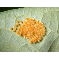 /filer/webapps/moths/media/images/T/trogoloba_Semioptila_E_Mateke_02.jpeg