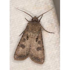 /filer/webapps/moths/media/images/S/segetum_Agrotis_M_Heyns_03.jpg