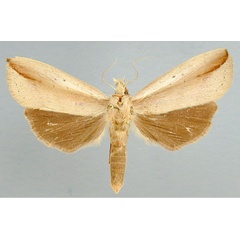 /filer/webapps/moths/media/images/L/longicauda_Macrosenta_A_RMCA_02.jpg