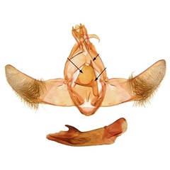 /filer/webapps/moths/media/images/T/taiensis_Ptilothyris_GMHT_ANHRT_429.jpg
